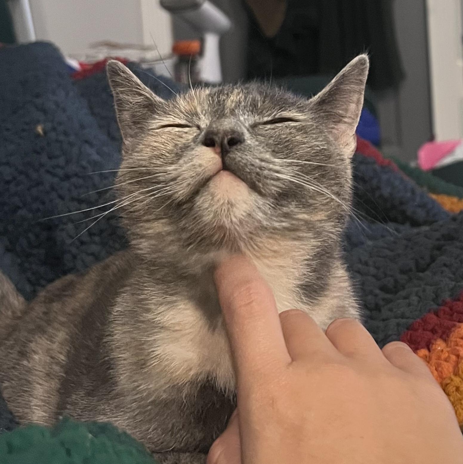 Bella, Adoptable, Young Female Domestic Short Hair.