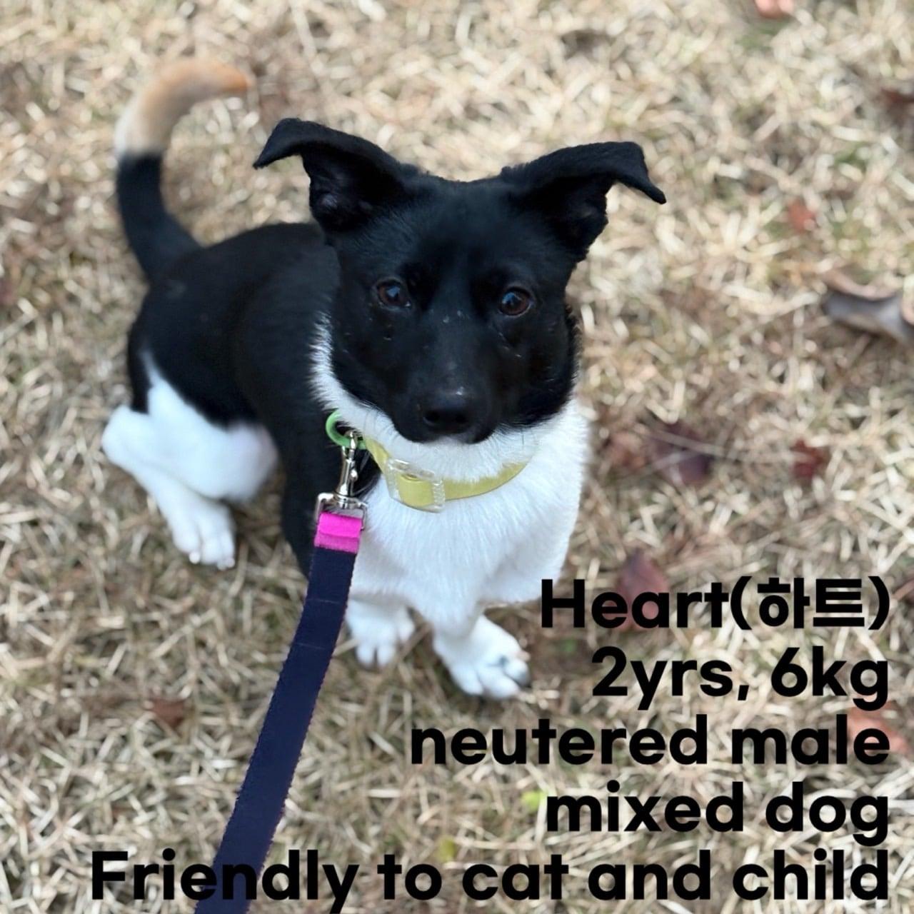 HEART