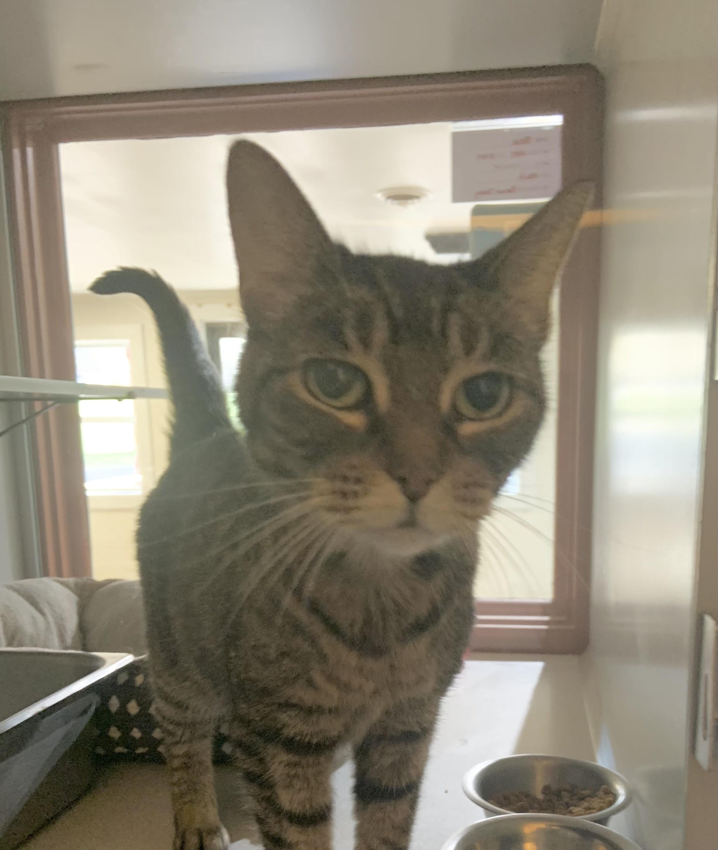 Enlarge Rose *SPONSORED, a Adoptable Domestic Short Hair in Massena, NY image 1/1