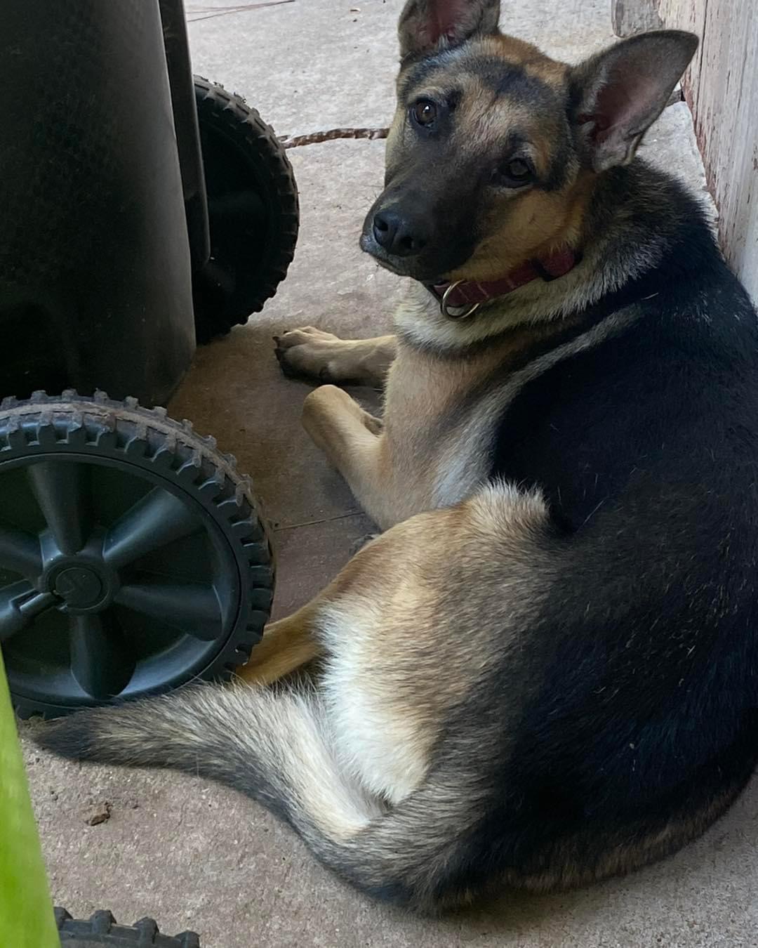 Lunetta, Adoptable, Young Female German Shepherd Dog.