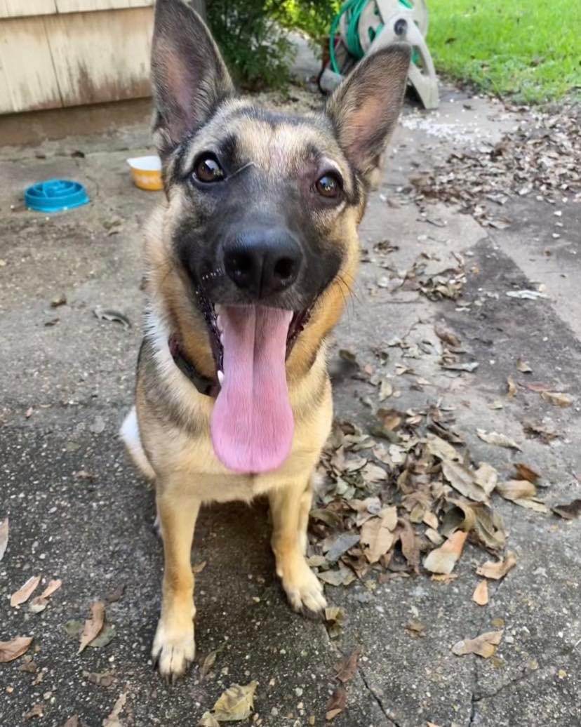 Enlarge Lunetta, a Adoptable German Shepherd Dog in Brookshire, TX image 2/3