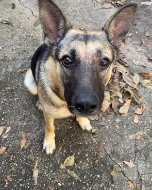 Enlarge Lunetta, a Adoptable German Shepherd Dog in Brookshire, TX image 3/3