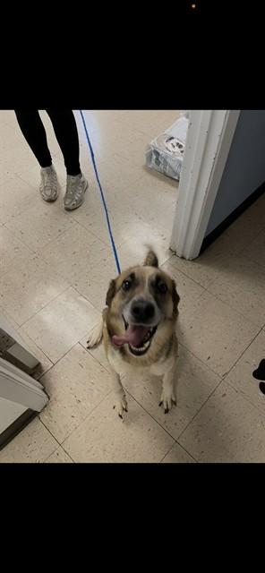Enlarge CINNAMON, a Adoptable mixed breed in Killeen, TX image 1/1