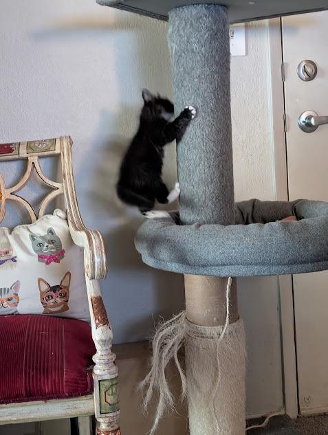 Stockings, a Adoptable Domestic Long Hair in Midvale, UT image 1/4