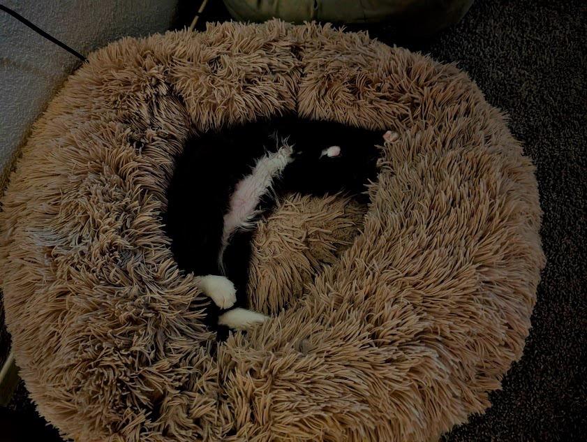 Stockings, a Adoptable Domestic Long Hair in Midvale, UT image 2/4