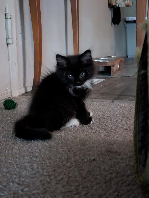 Stockings, a Adoptable Domestic Long Hair in Midvale, UT image 3/4