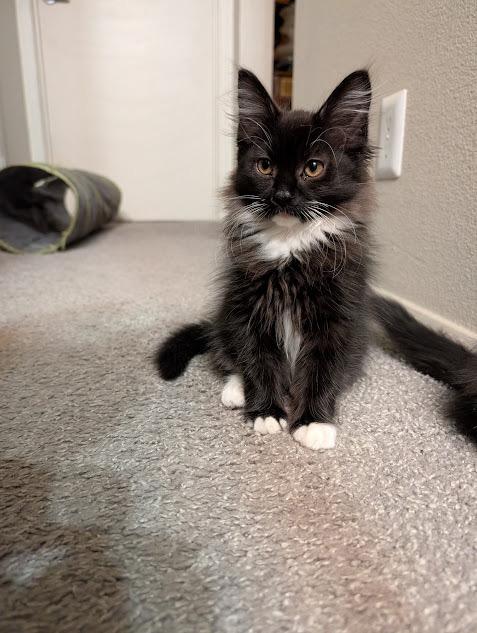 Stockings, a Adoptable Domestic Long Hair in Midvale, UT image 4/4