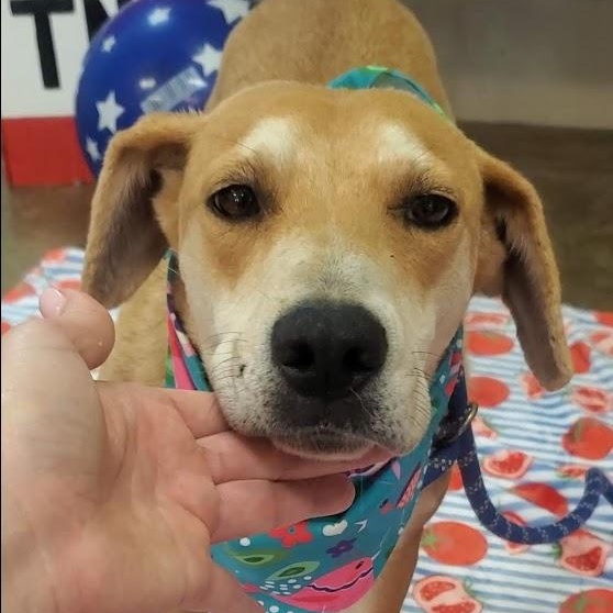 Ginger, an adoptable Labrador Retriever in Woolwich, ME, 04579 | Photo Image 2