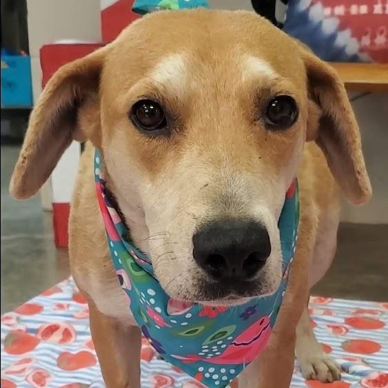 Ginger, an adoptable Labrador Retriever in Woolwich, ME, 04579 | Photo Image 1