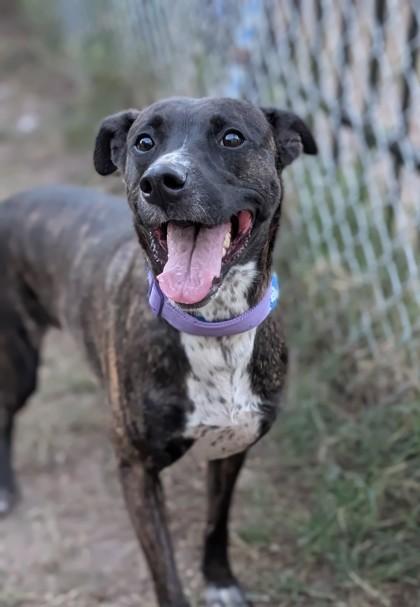 Noodles, Adoptable, Adult Female Mixed Breed & Mixed Breed.