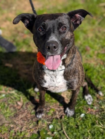 Noodles, a Adoptable Mixed Breed in Gulfport, MS image 2/3