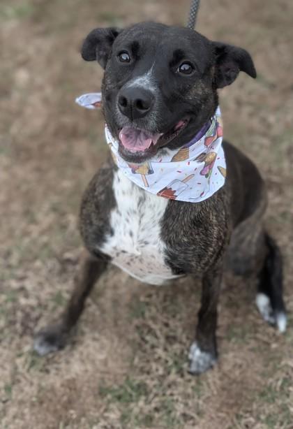 Noodles, a Adoptable Mixed Breed in Gulfport, MS image 3/3