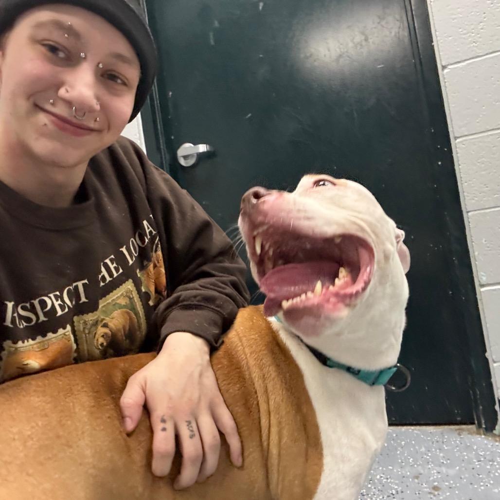 Enlarge Bubba Blue, a Adoptable Mixed Breed in Grand Rapids, MI image 1/6