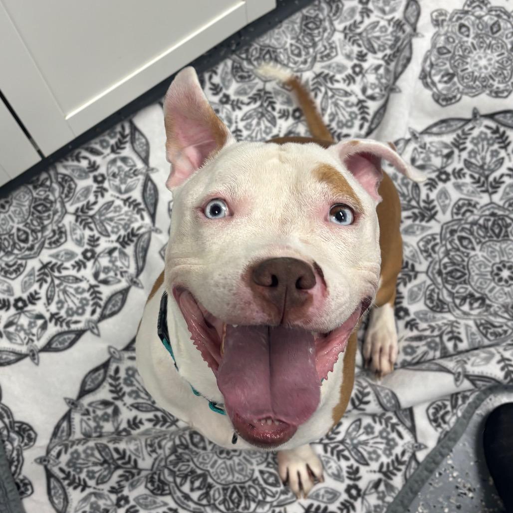 Enlarge Bubba Blue, a Adoptable Mixed Breed in Grand Rapids, MI image 2/6