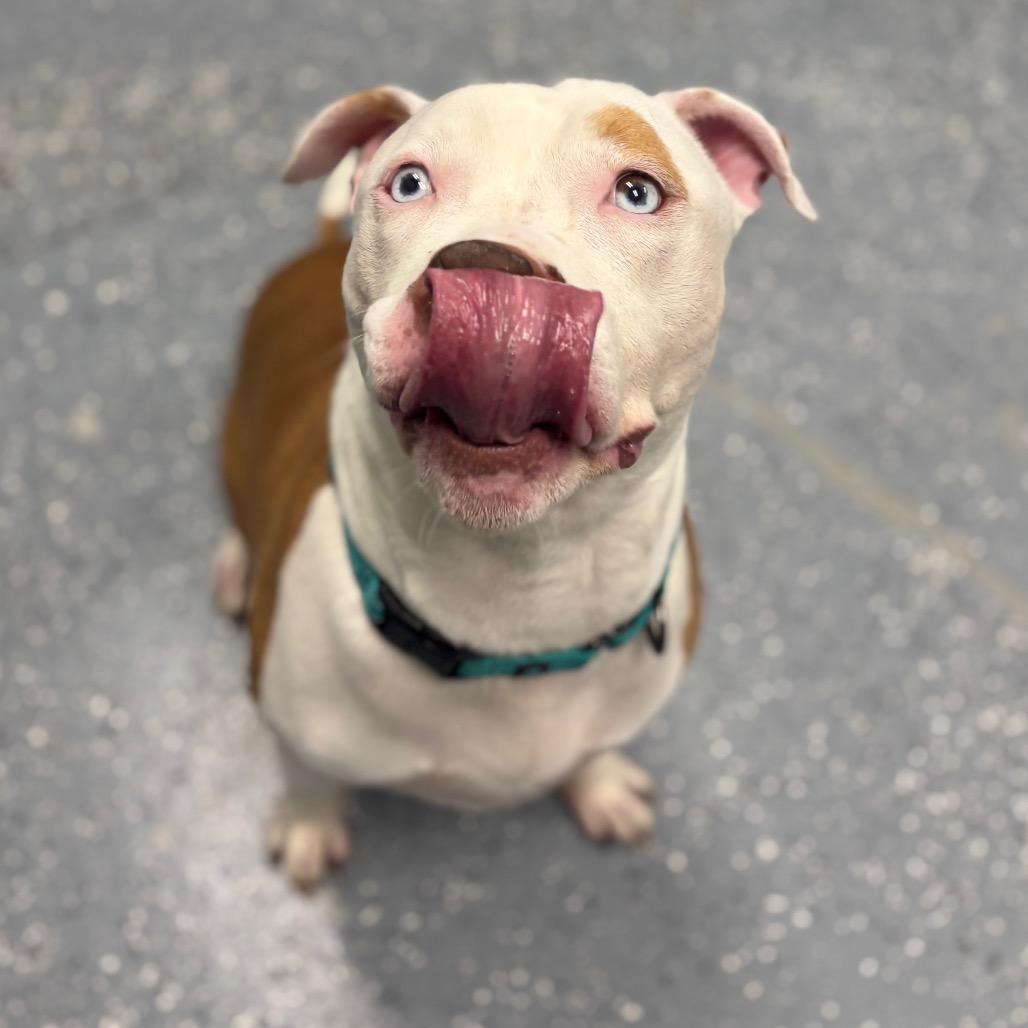Enlarge Bubba Blue, a Adoptable Mixed Breed in Grand Rapids, MI image 3/6