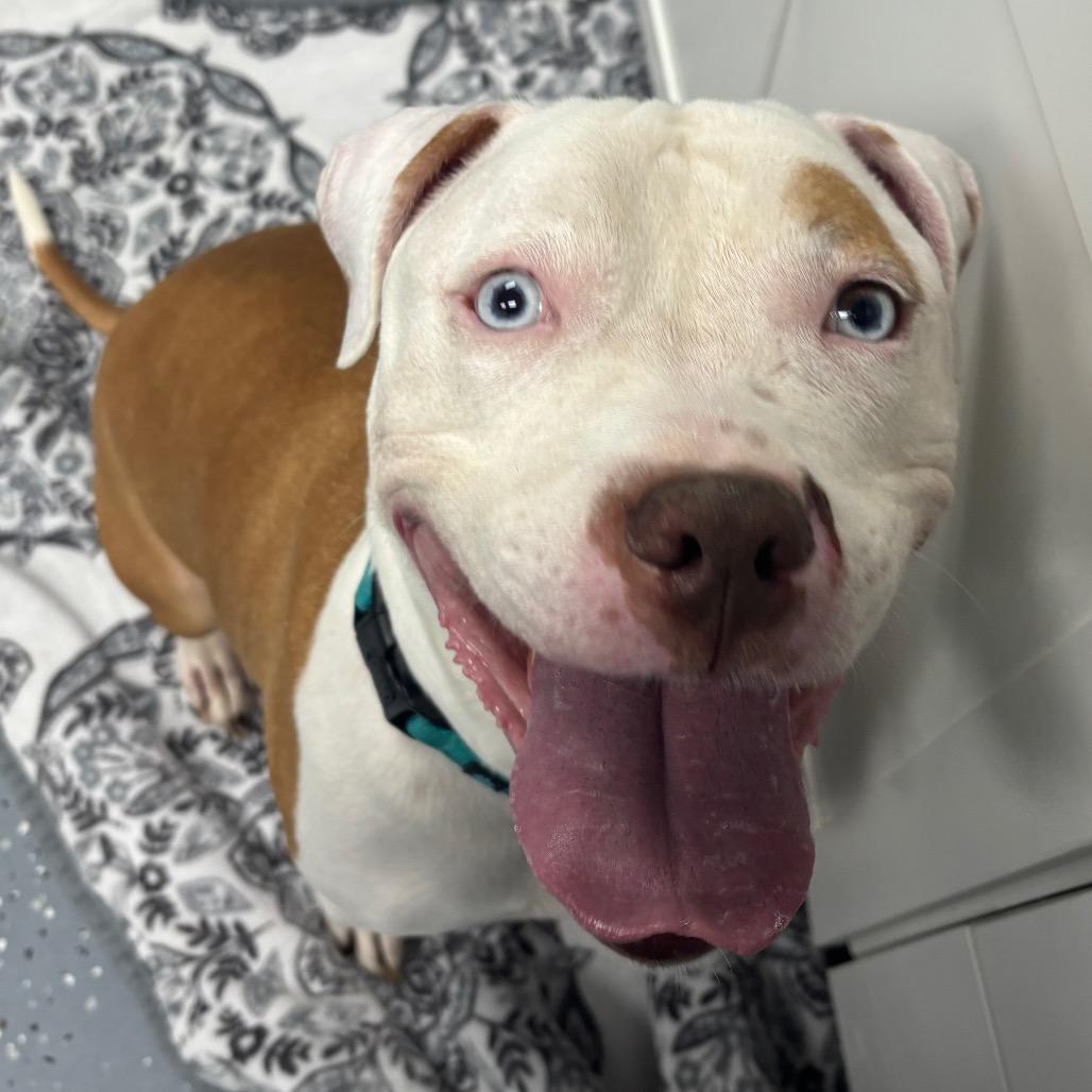 Enlarge Bubba Blue, a Adoptable Mixed Breed in Grand Rapids, MI image 4/6