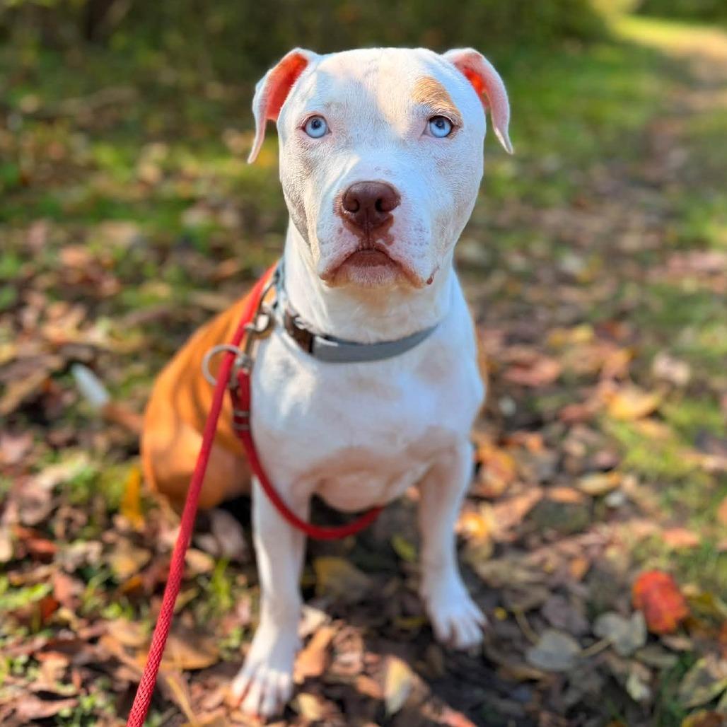 Enlarge Bubba Blue, a Adoptable Mixed Breed in Grand Rapids, MI image 5/6