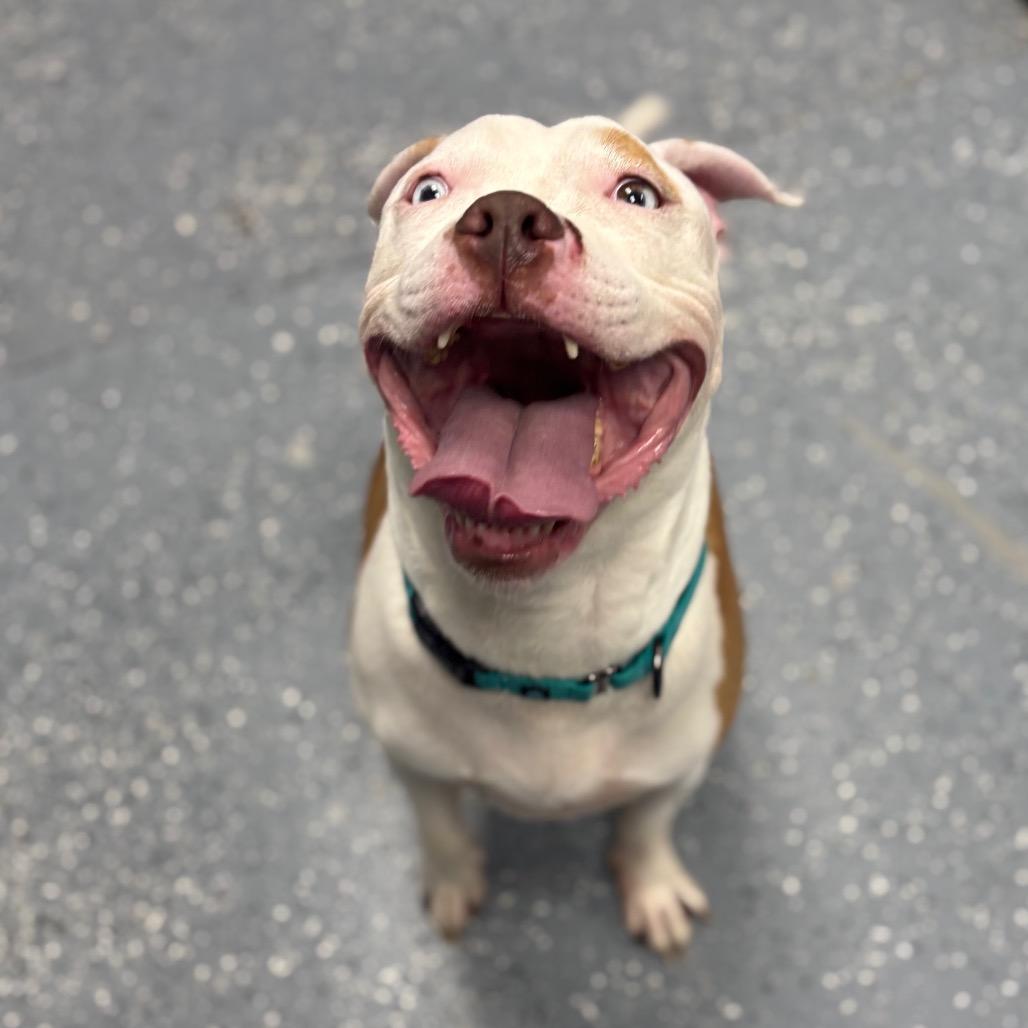 Enlarge Bubba Blue, a Adoptable Mixed Breed in Grand Rapids, MI image 6/6