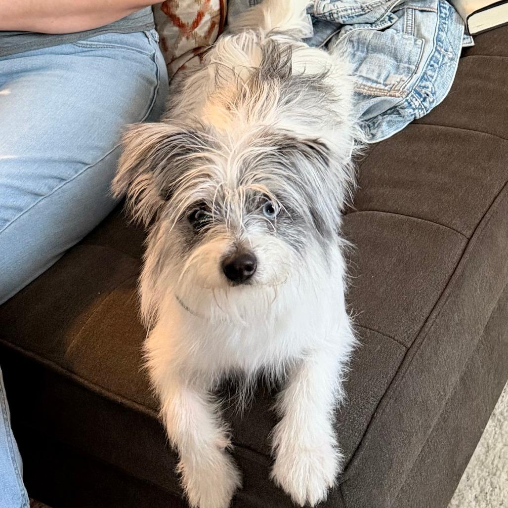 Watson, Adoptable, Young Female Mixed Breed & Shih Tzu.