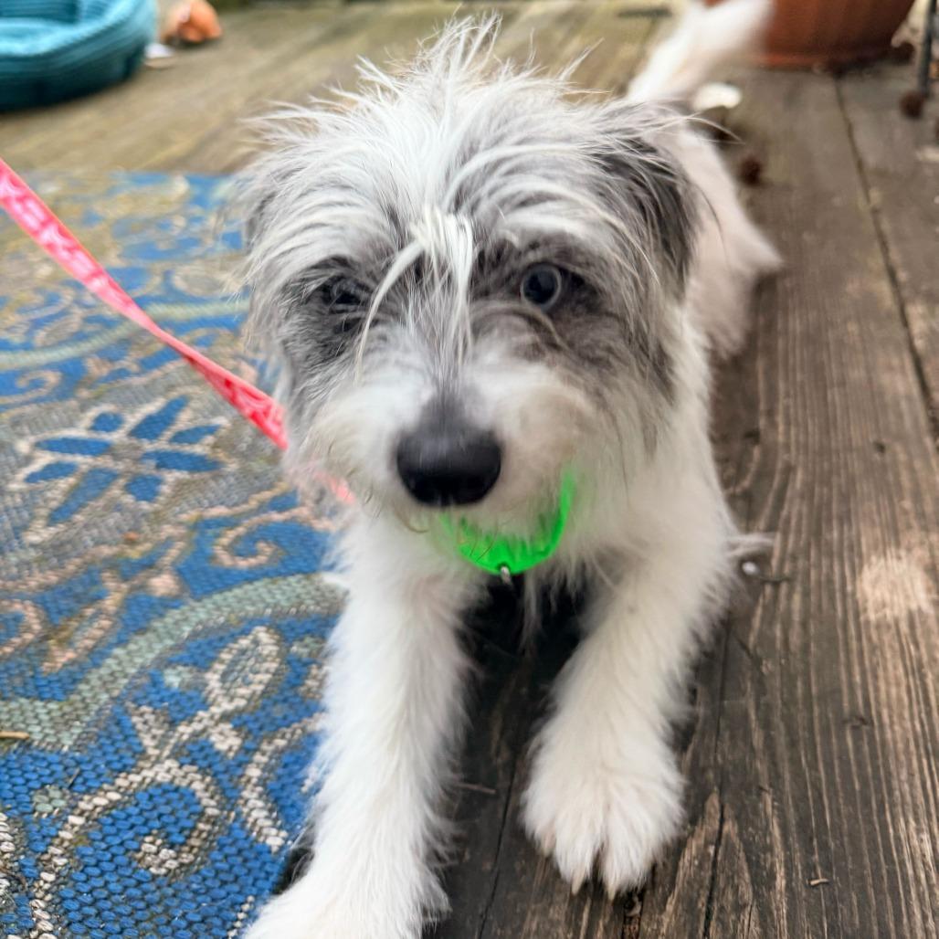 Enlarge Watson, a Adoptable mixed breed in Raleigh, NC image 2/4