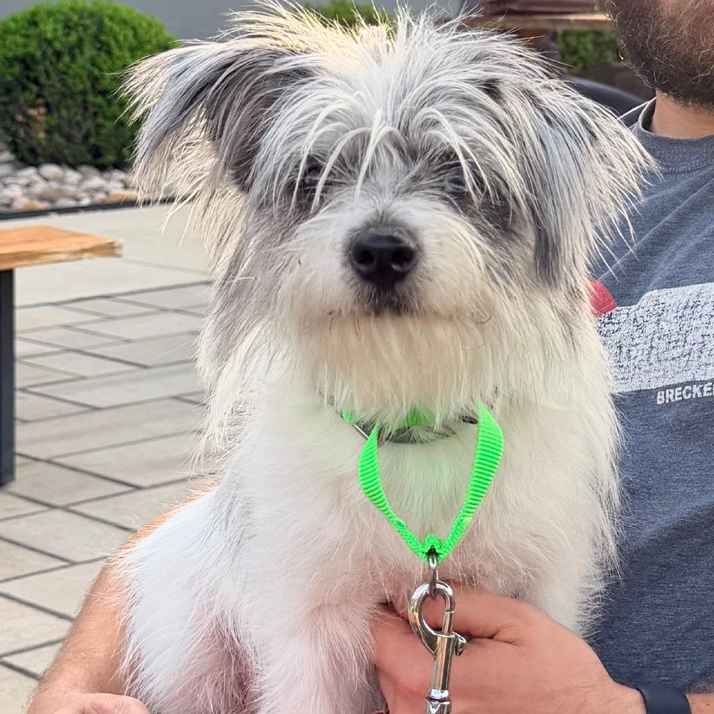 Enlarge Watson, a Adoptable mixed breed in Raleigh, NC image 3/4