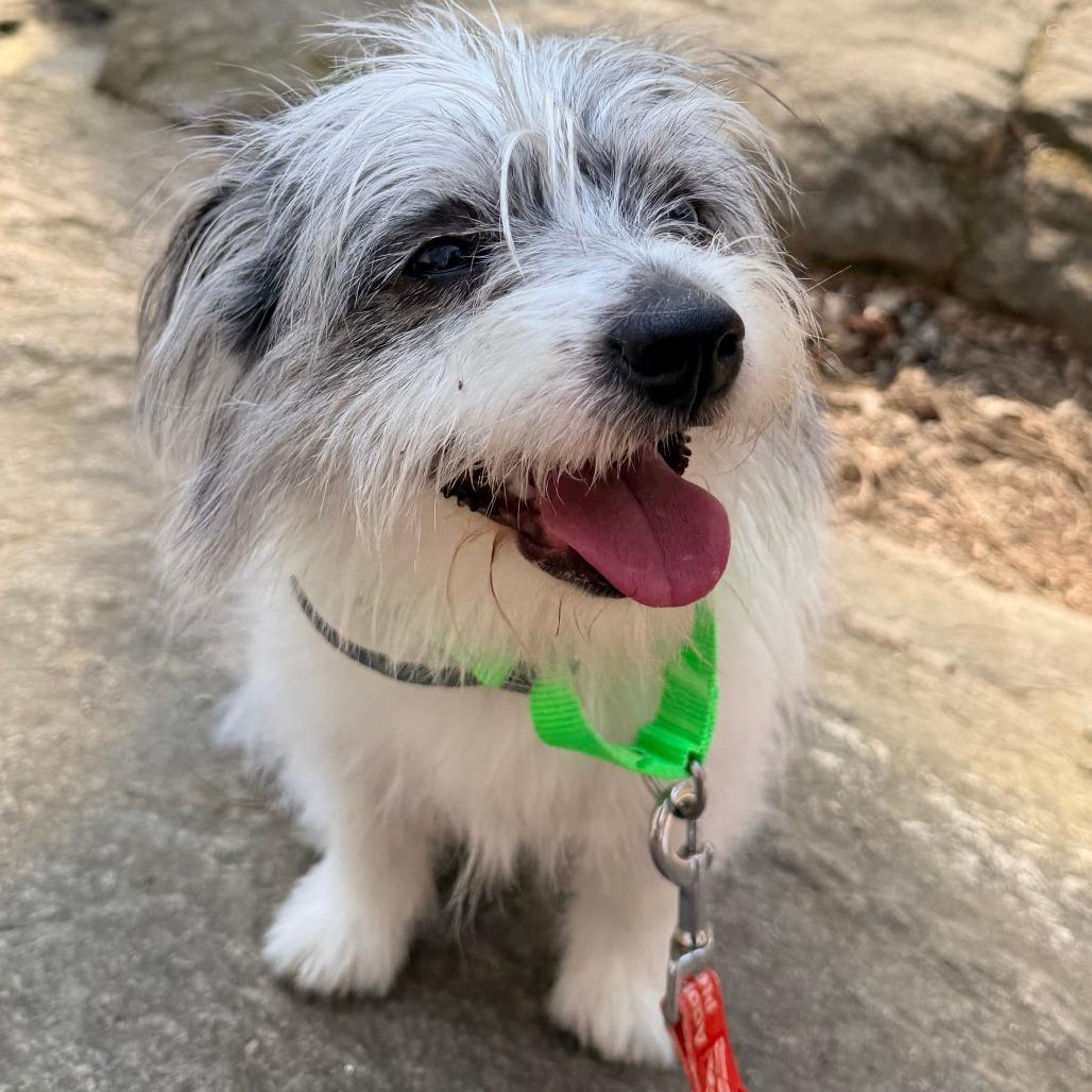 Enlarge Watson, a Adoptable mixed breed in Raleigh, NC image 4/4