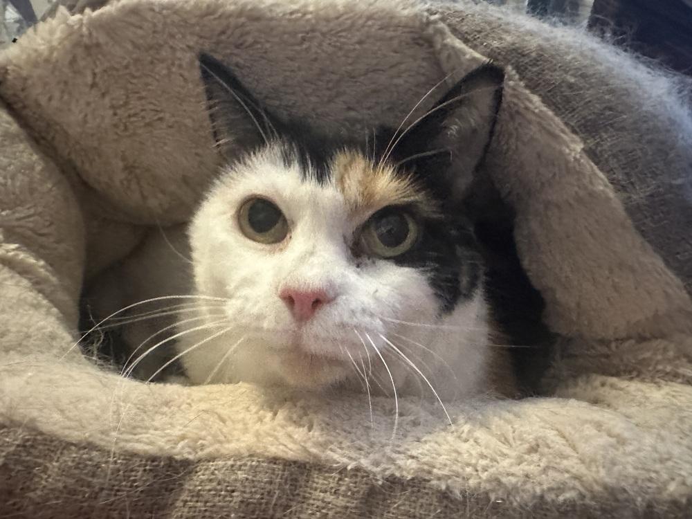 Enlarge Sassy, a Adoptable Calico in Virginia Beach, VA image 1/5