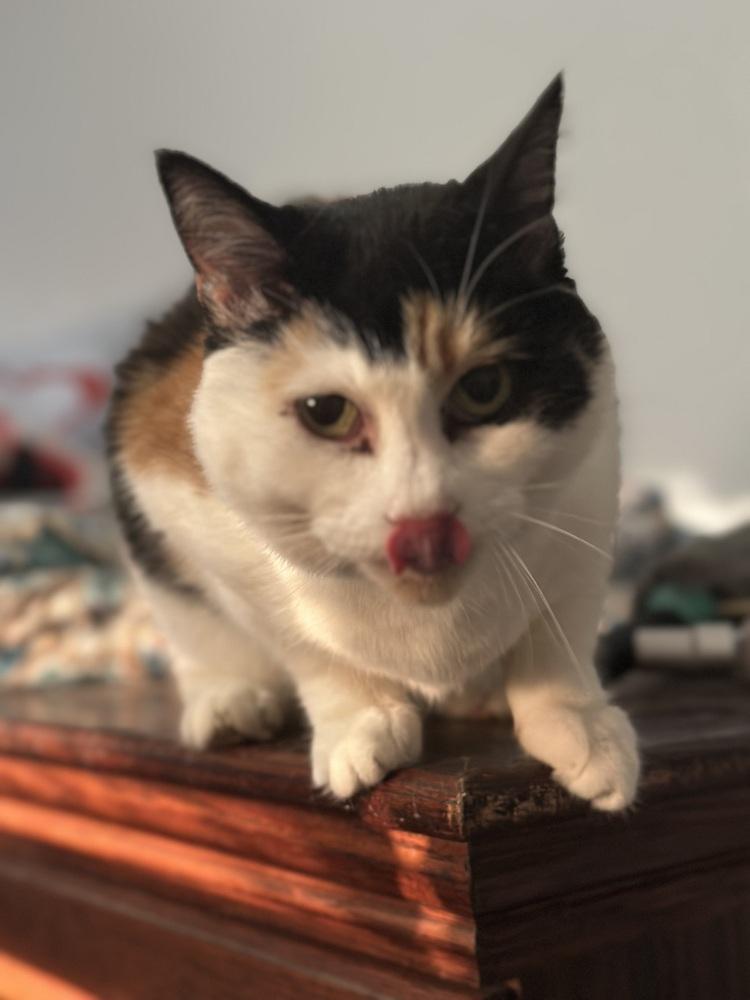 Enlarge Sassy, a Adoptable Calico in Virginia Beach, VA image 2/5