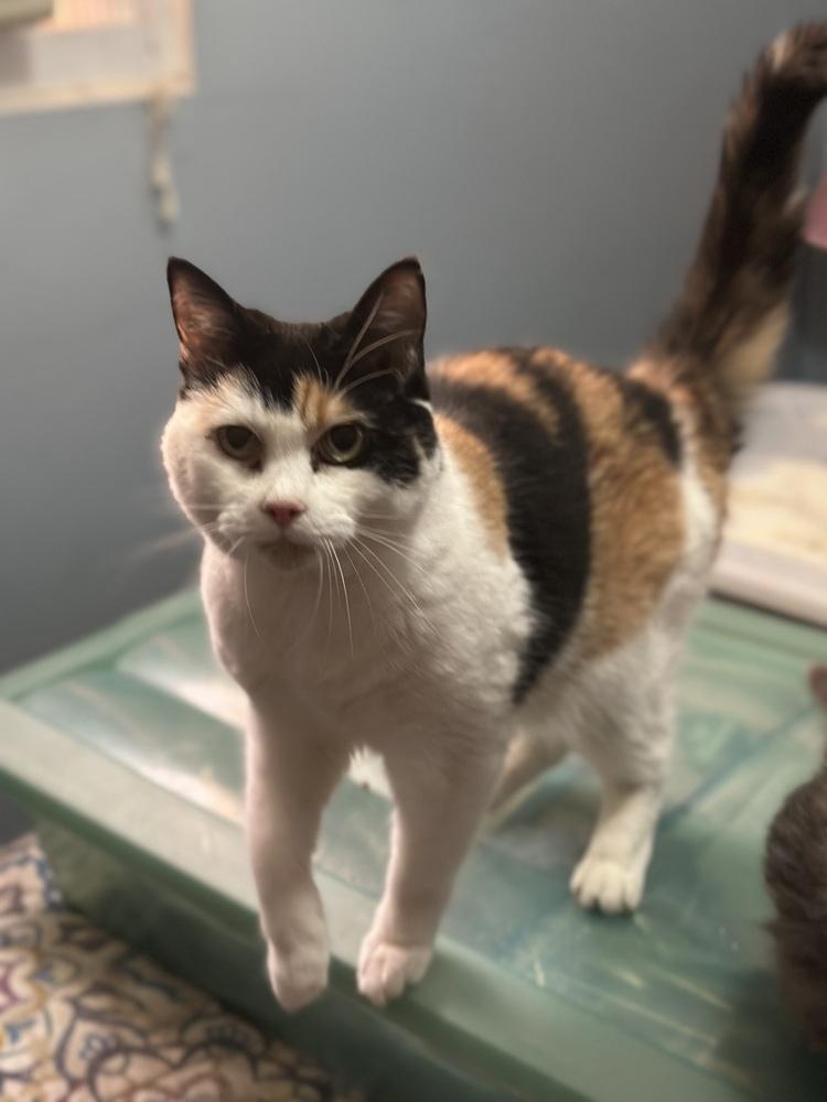 Enlarge Sassy, a Adoptable Calico in Virginia Beach, VA image 4/6