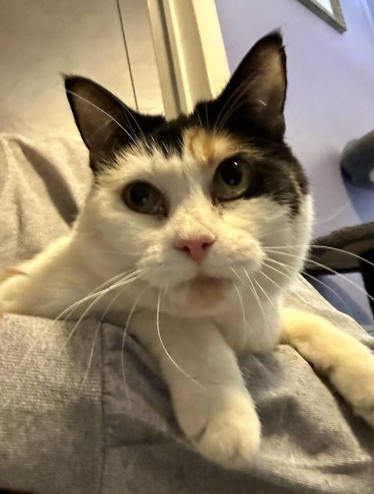 Enlarge Sassy, a Adoptable Calico in Virginia Beach, VA image 4/5