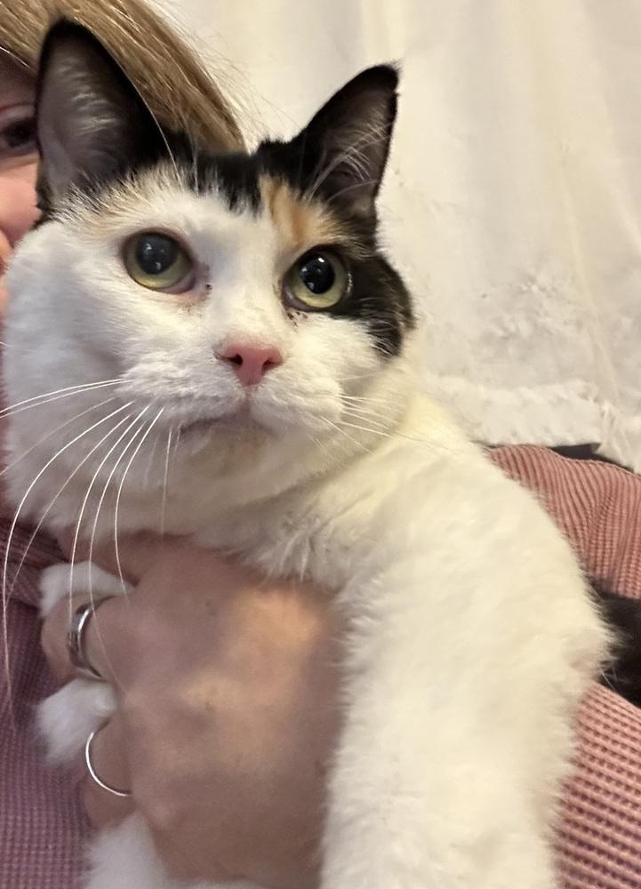 Enlarge Sassy, a Adoptable Calico in Virginia Beach, VA image 5/5