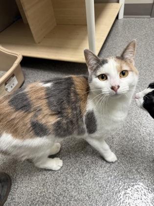 Camo, Adoptable, Kitten Female Domestic Short Hair & Domestic Short Hair.