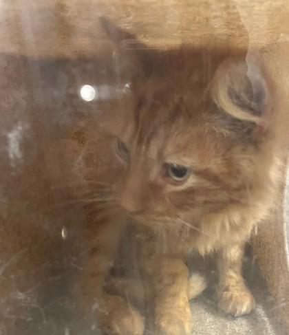 Enlarge Heathcliff, a Adoptable mixed breed in Shreveport, LA image 1/2