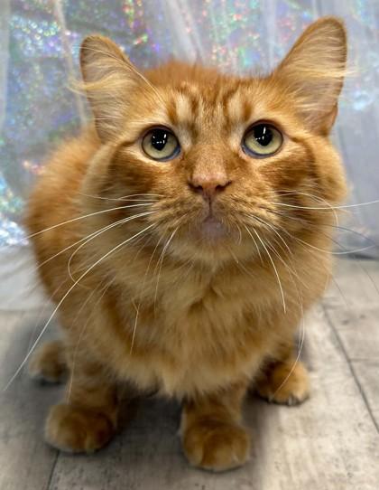 Enlarge Heathcliff, a Adoptable mixed breed in Shreveport, LA image 2/2