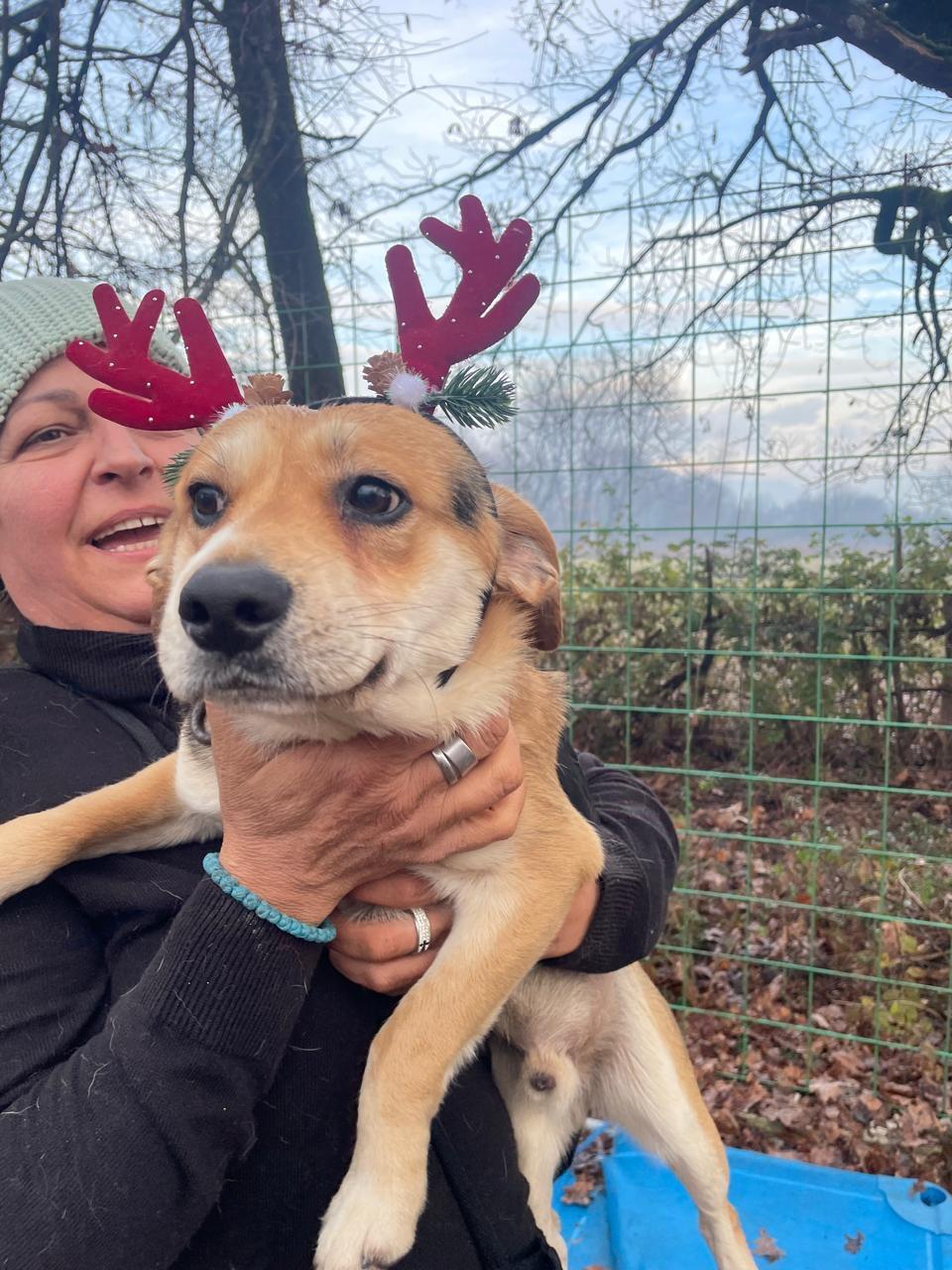 Enlarge Victor, a Adoptable mixed breed in Shrewsbury, MA image 1/4