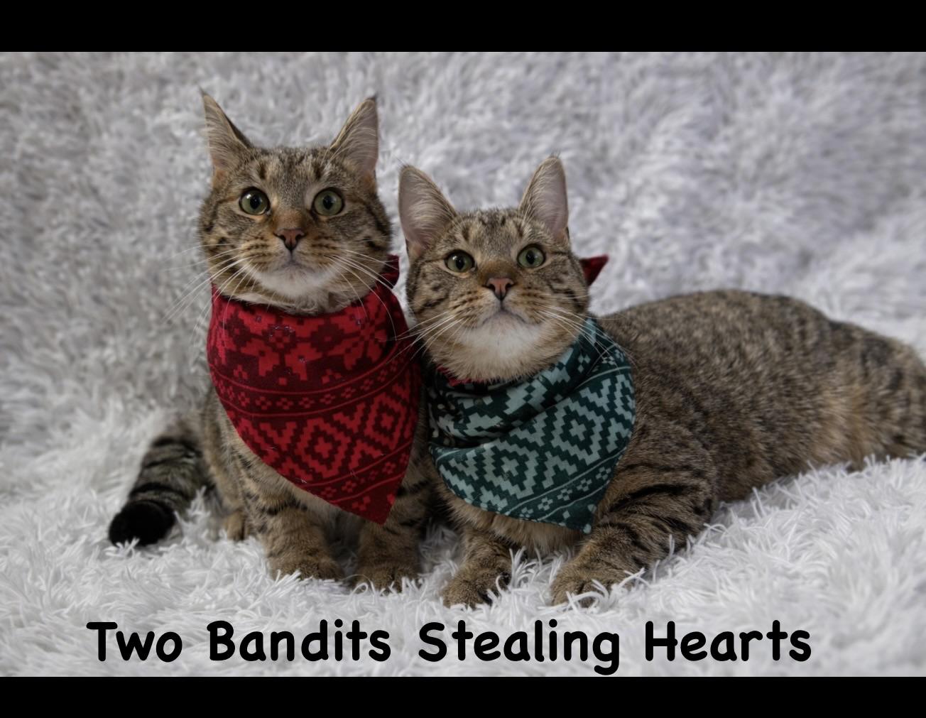 Huey and Dewey, an adopted Tabby in Copley, OH image 1/2