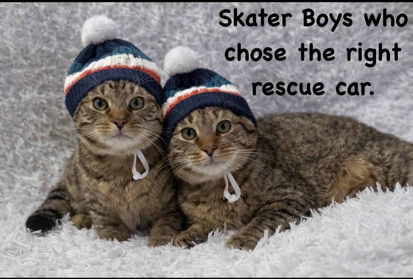 Huey and Dewey, an adopted Tabby in Copley, OH image 2/2