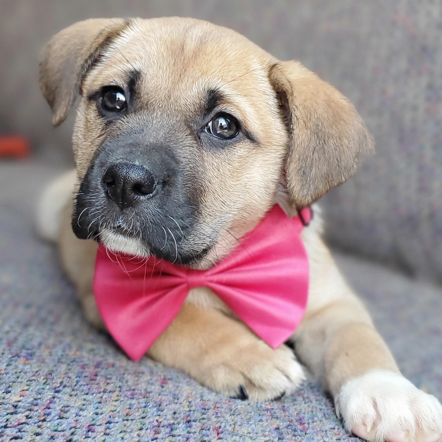 Brie, Adoptable, Puppy Female Boxer & Mixed Breed.