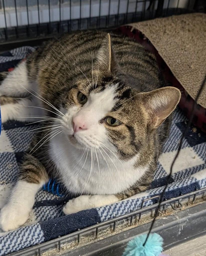 Tiger, Adoptable, Adult Male Domestic Short Hair.