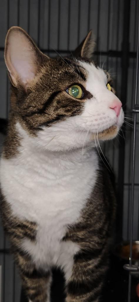 Enlarge Tiger, a Adoptable mixed breed in Warren, MI image 1/1