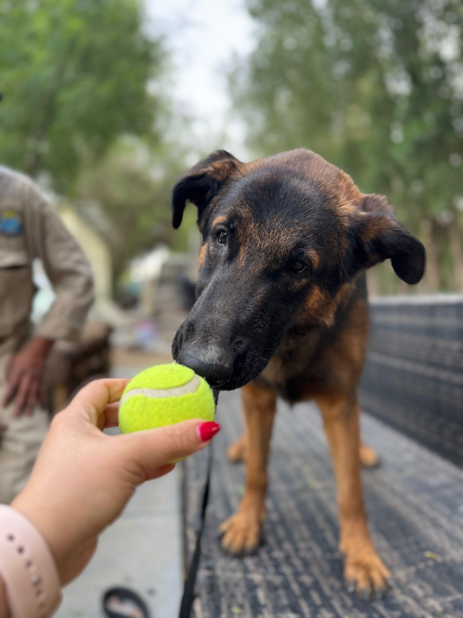 Beautiful Bacha girl from Kuwait, an adoptable German Shepherd Dog in Huntsville, ON, P1H 1P2 | Photo Image 3