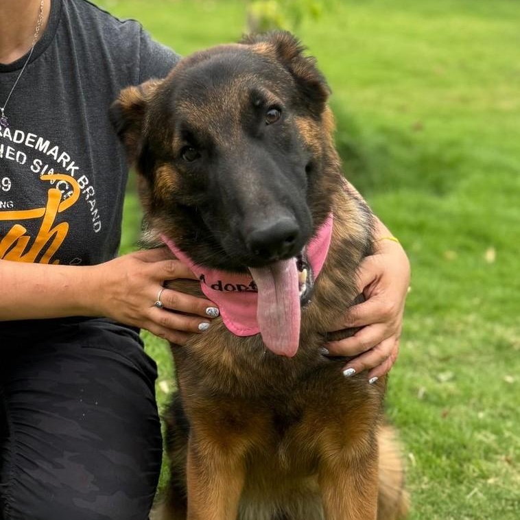 Beautiful Bacha girl from Kuwait, an adoptable German Shepherd Dog in Huntsville, ON, P1H 1P2 | Photo Image 2