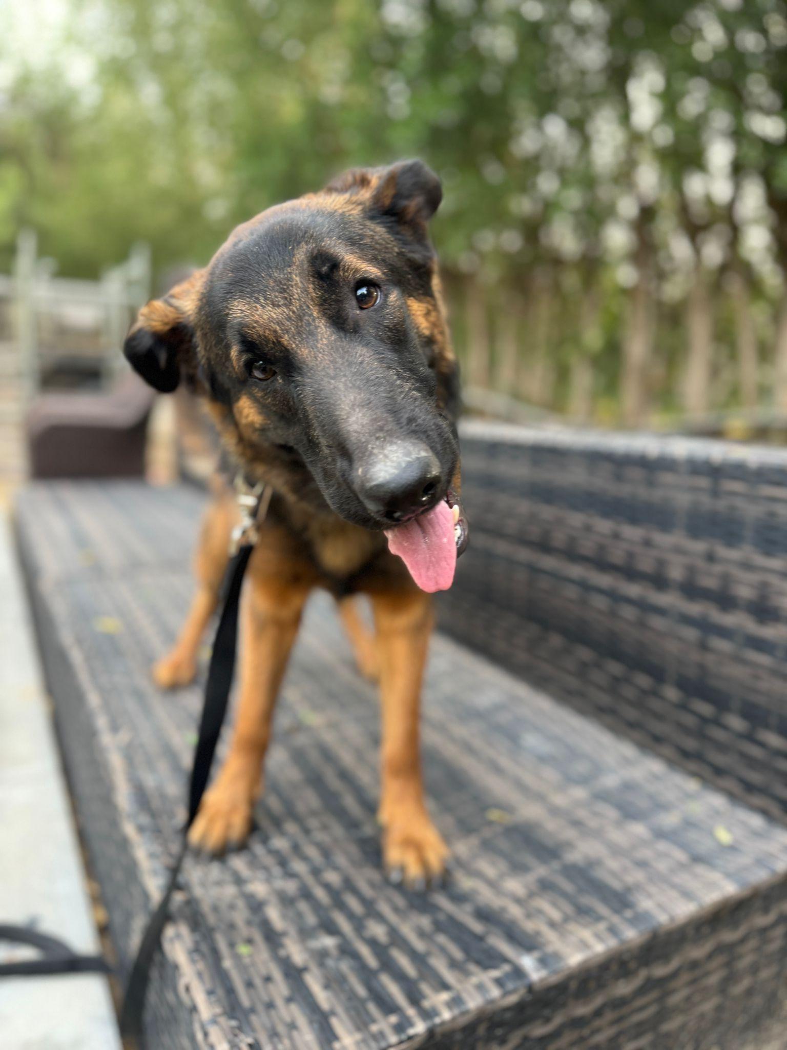 Beautiful Bacha girl from Kuwait, an adoptable German Shepherd Dog in Huntsville, ON, P1H 1P2 | Photo Image 4