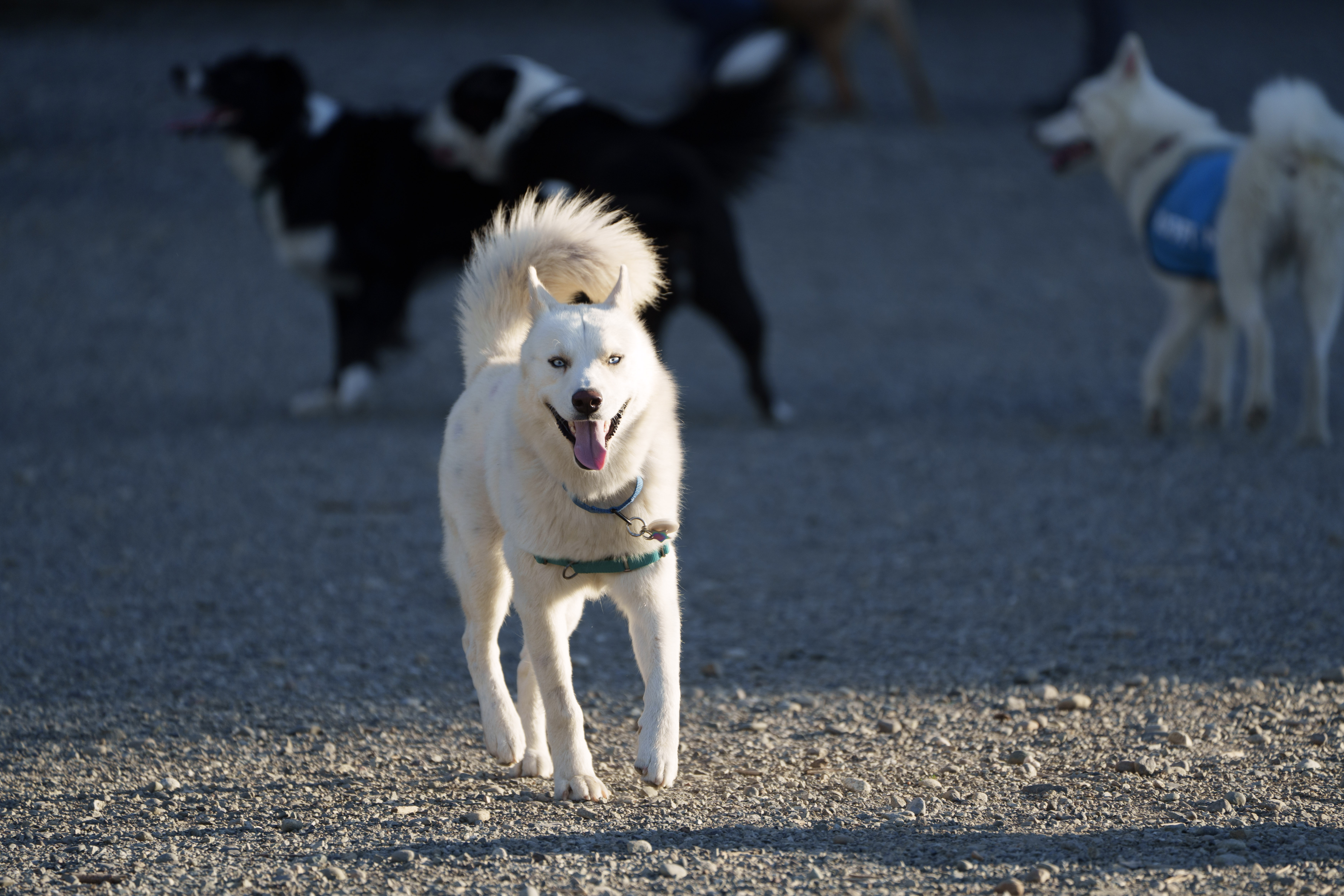 Jack, a Adopted mixed breed in San Rafael, CA image 2/6
