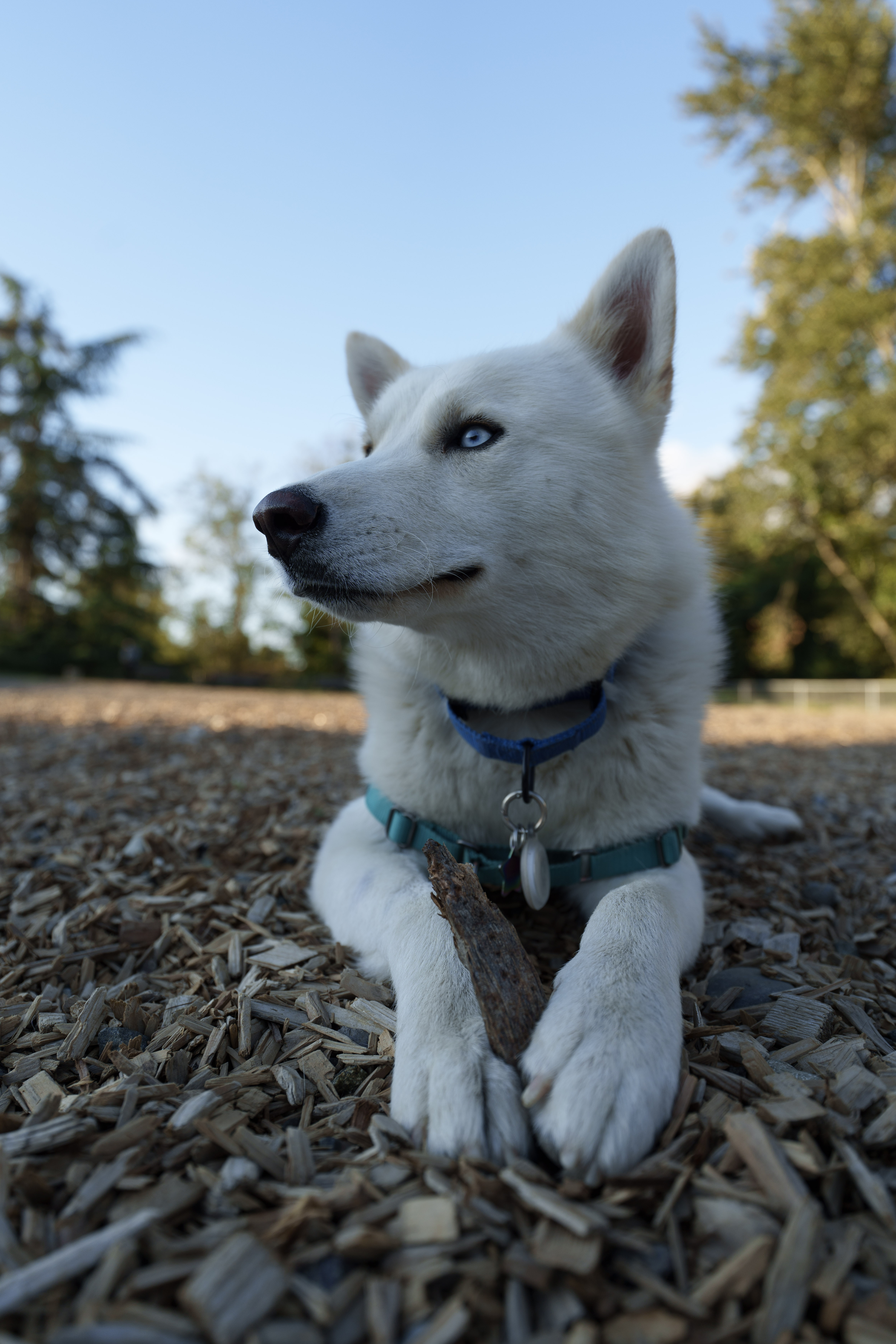 Jack, a Adopted mixed breed in San Rafael, CA image 4/6