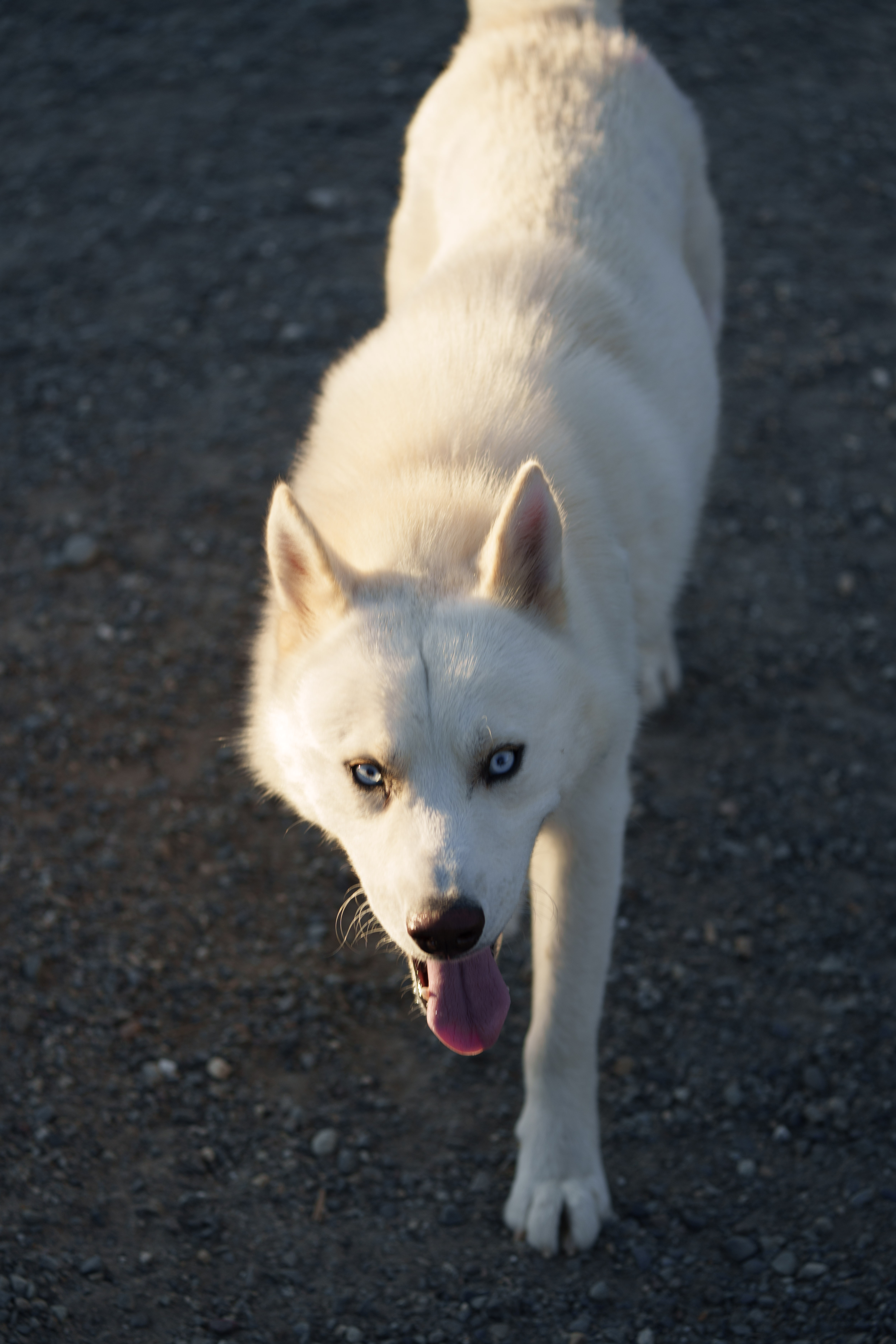 Jack, a Adopted mixed breed in San Rafael, CA image 6/6