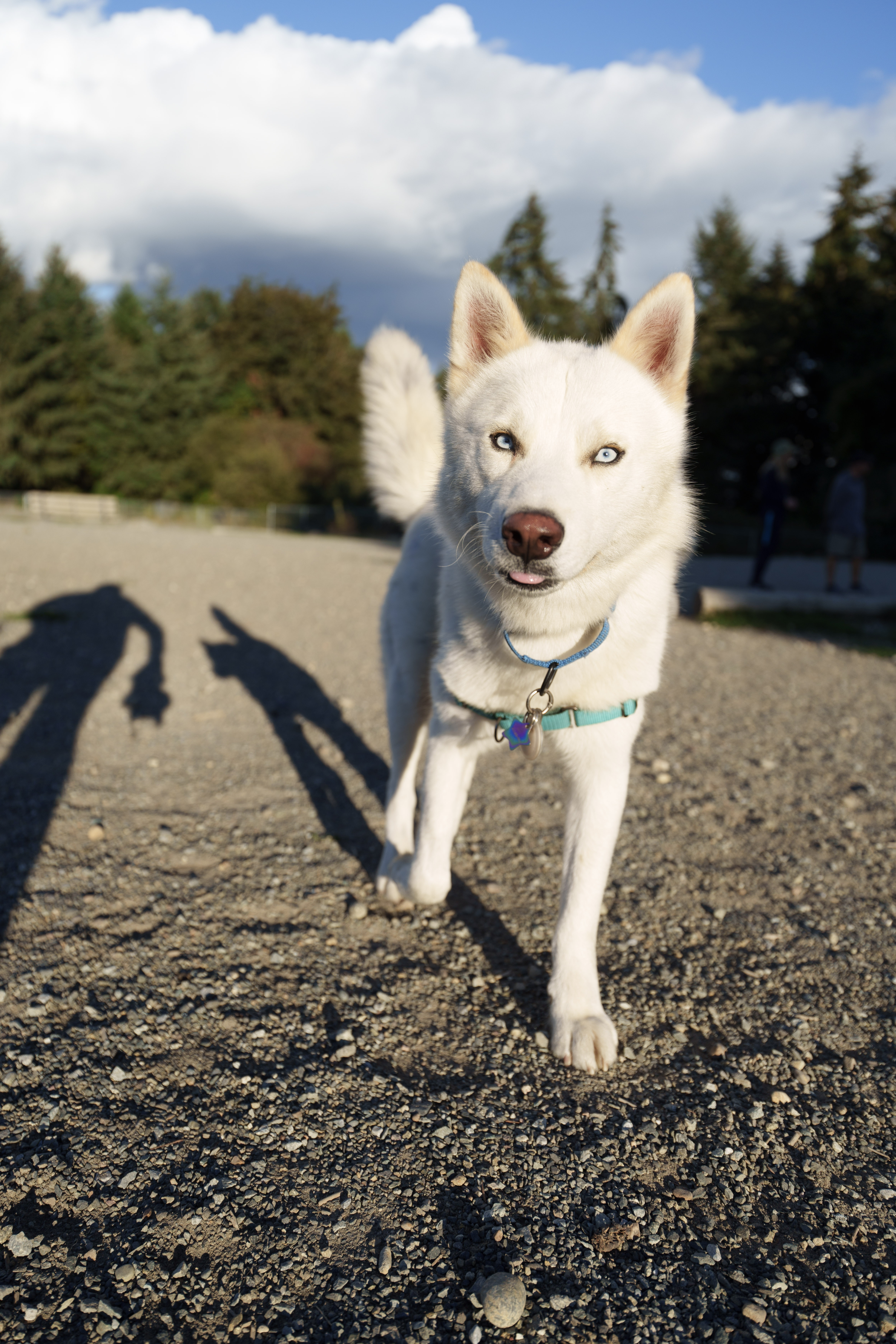 Jack, a Adopted mixed breed in San Rafael, CA image 1/6