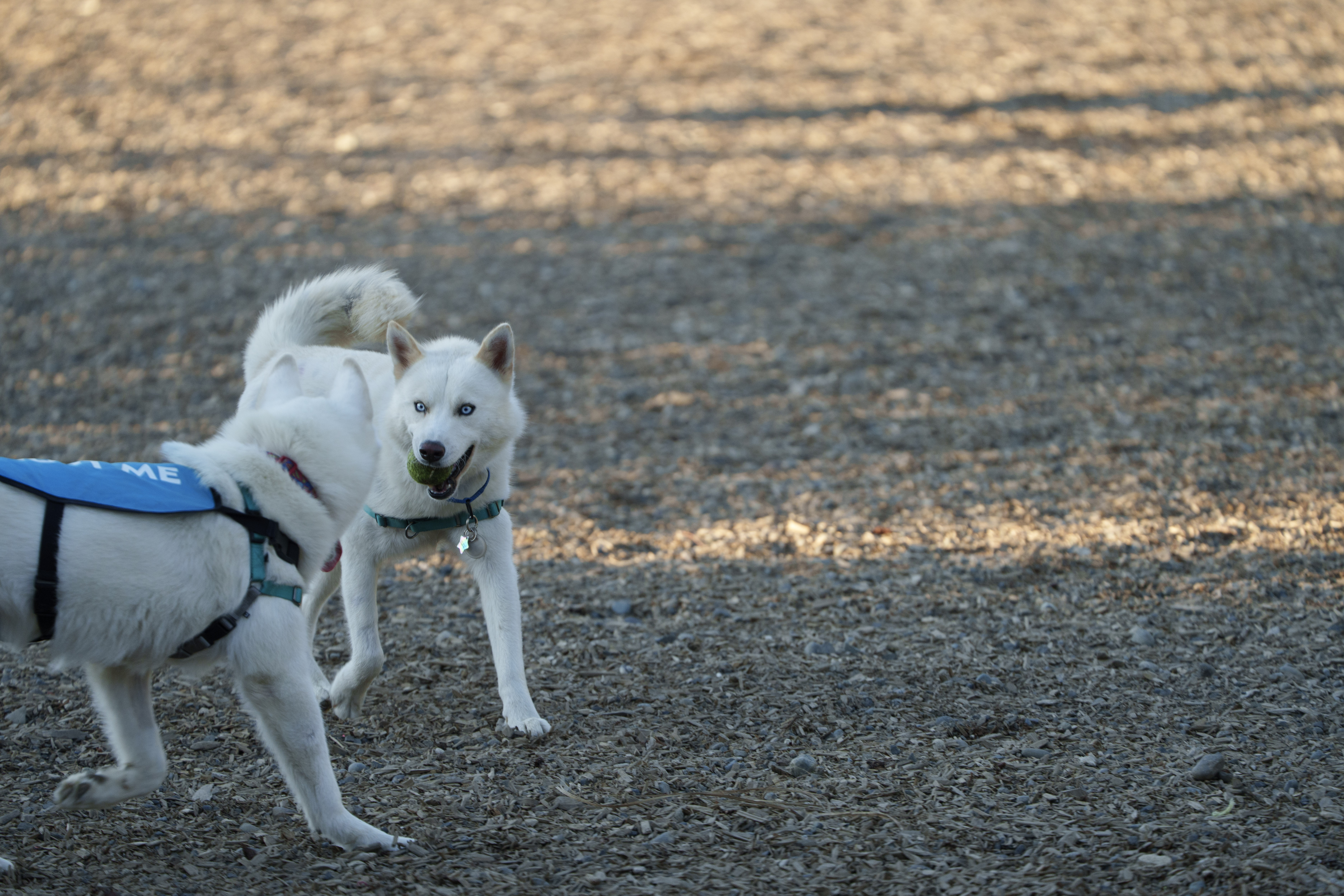 Jack, a Adopted mixed breed in San Rafael, CA image 5/6