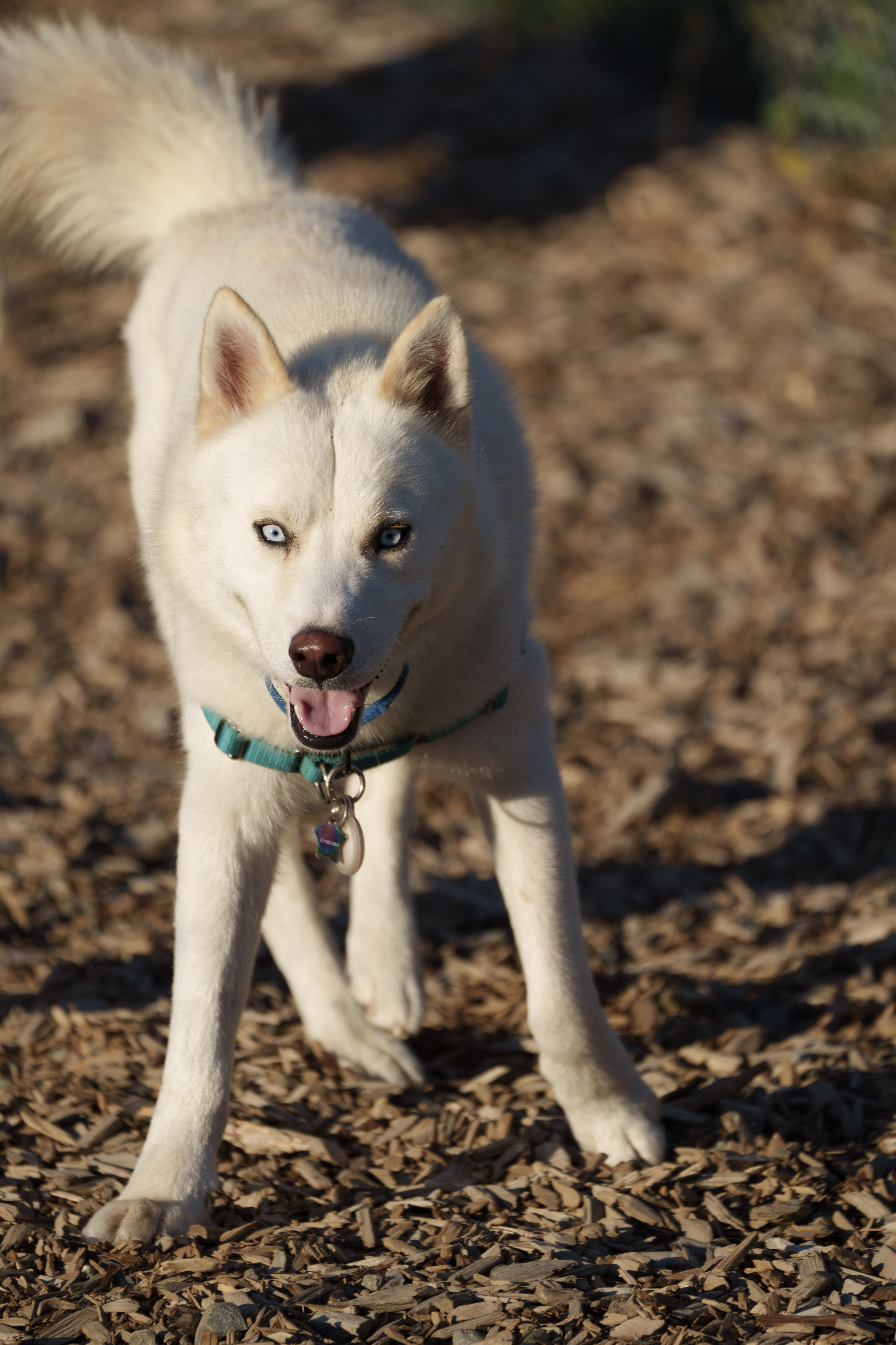 Jack, a Adopted mixed breed in San Rafael, CA image 3/6