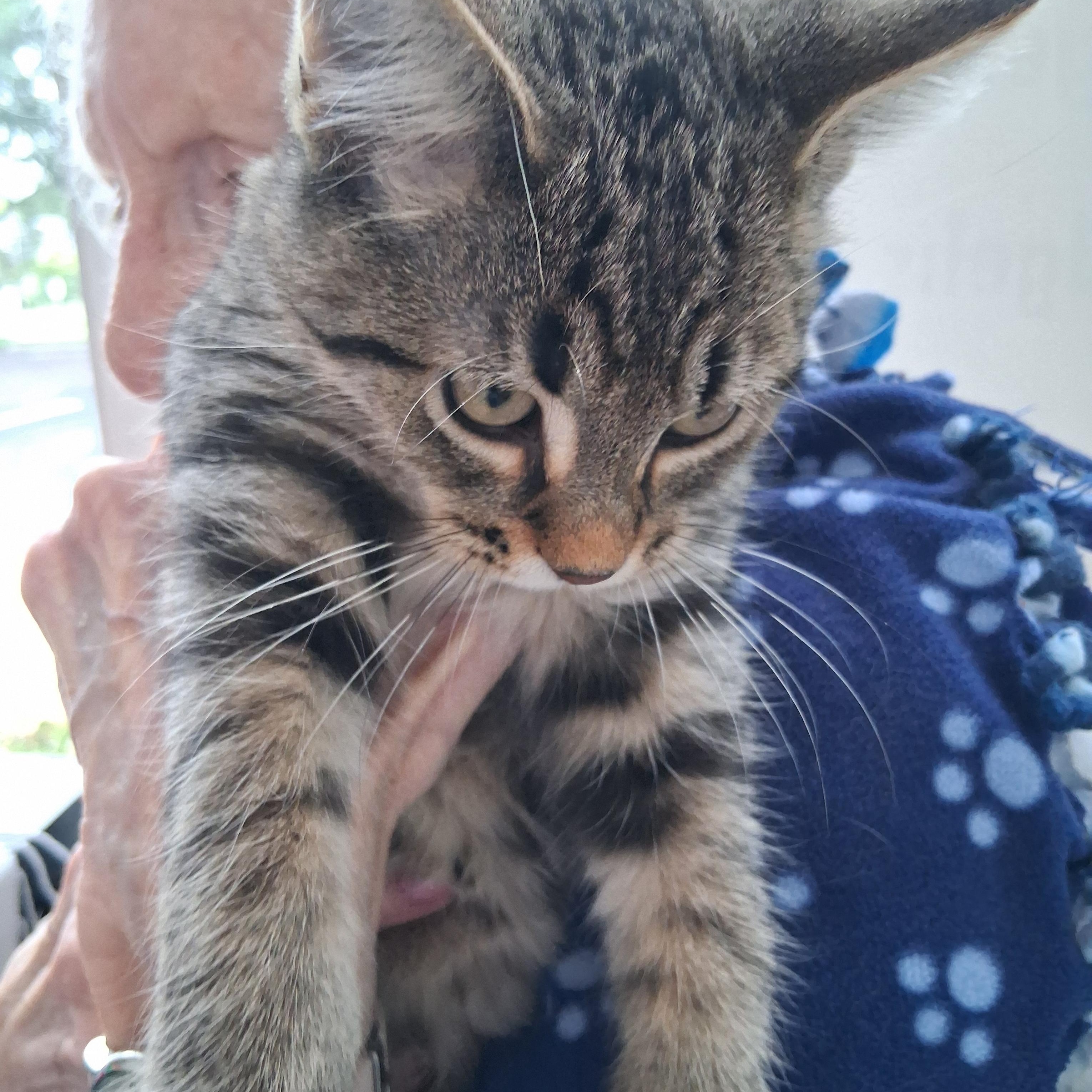 Carl, Adoptable, Kitten Male Domestic Short Hair.